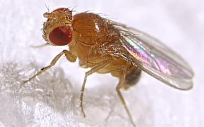 How to Get Rid of Fruit Flies for Good | Effective Tips and Traps That Work