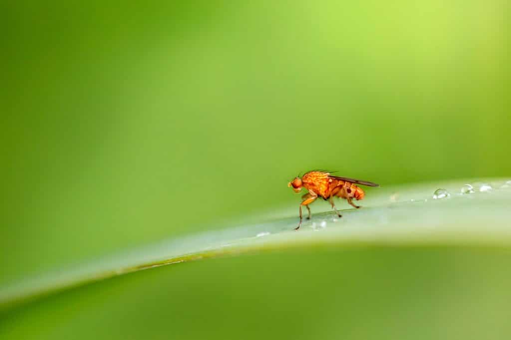 fruit fly, fly, insect, winged insect, nature, entomology, wildlife, close up, macro, animal, fruit fly, fruit fly, fruit fly, fruit fly, fruit fly