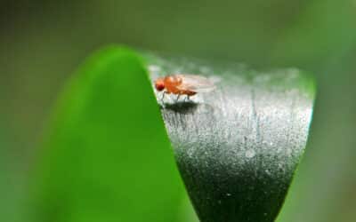 How to Get Rid of Fruit Flies in Drain Areas | Effective Solutions That Work