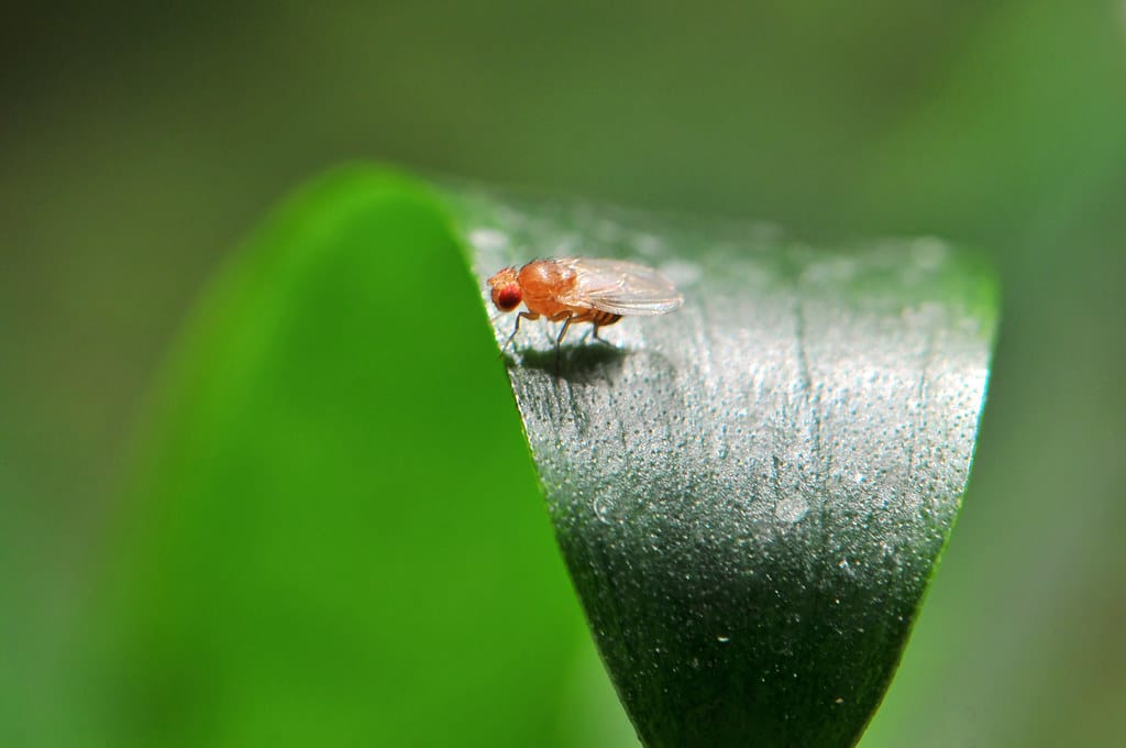 how to get rid of fruit flies in drain