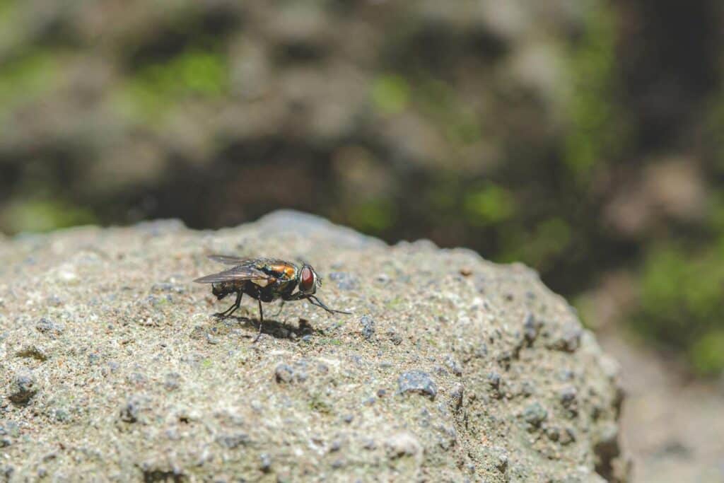Macro photograph of a fly on a rock, showcasing detailed textures and vibrant light.