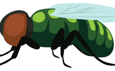 How to Kill Fruit Flies in Drain: A Practical Guide for Homeowners